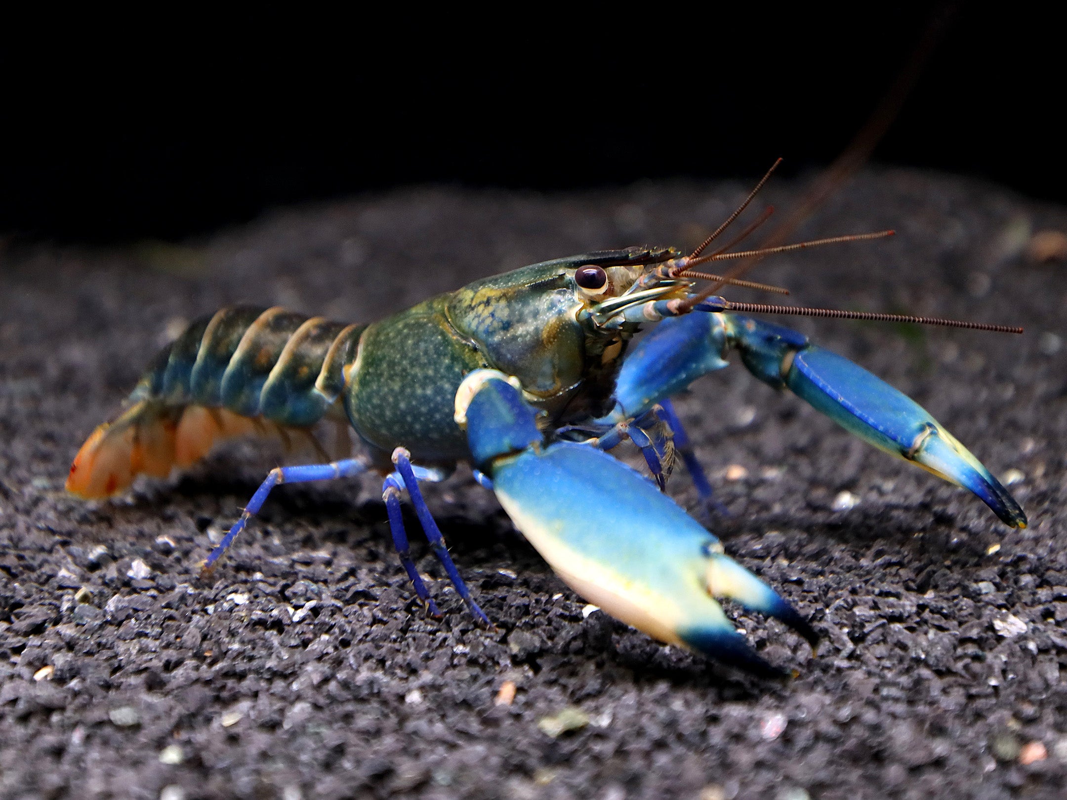 Supernova AKA Blue Moon Crayfish (Cherax boesemani