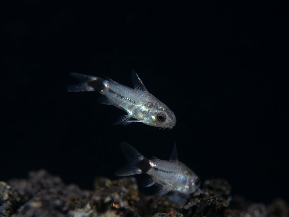 Tail Spot Pygmy Cory (Corydoras hastatus) - Tank Bred