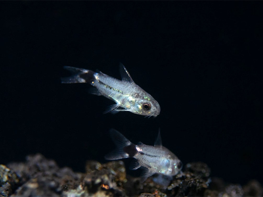 Tail Spot Pygmy Cory (Corydoras hastatus) - Tank Bred