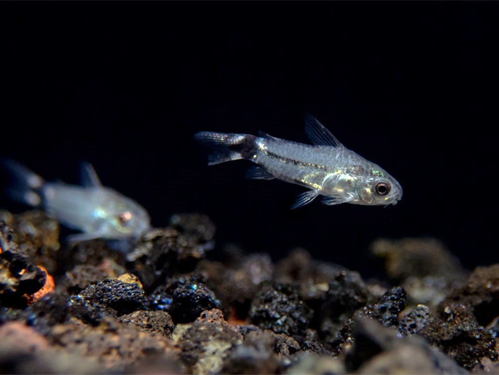 Tail Spot Pygmy Cory (Corydoras hastatus) - Tank Bred