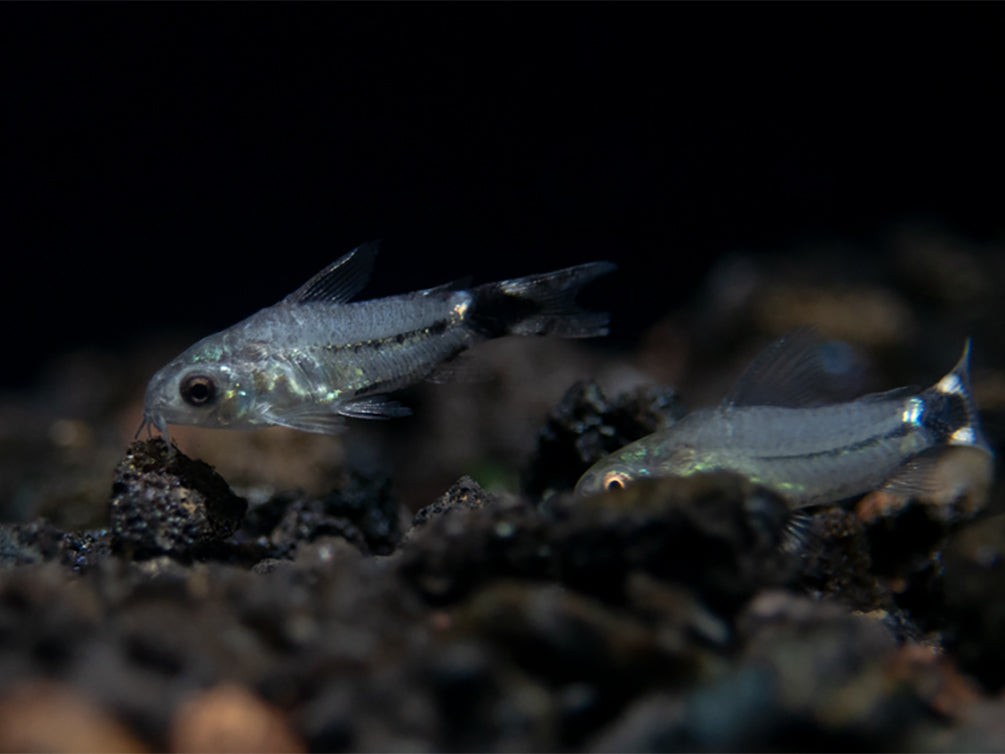 Tail Spot Pygmy Cory (Corydoras hastatus) - Tank Bred