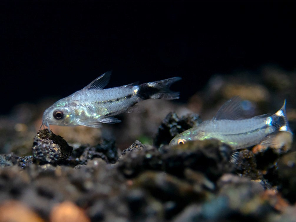 Tail Spot Pygmy Cory (Corydoras hastatus) - Tank Bred