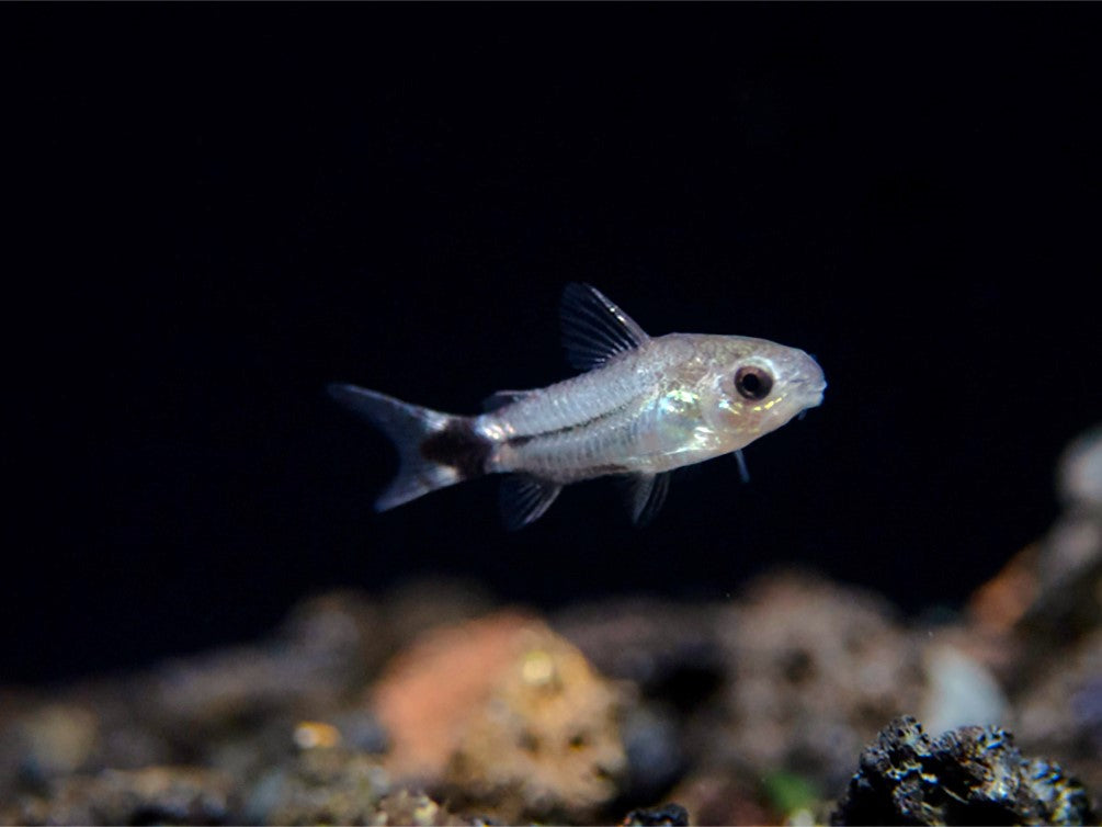 Tail Spot Pygmy Cory (Corydoras hastatus) - Tank Bred