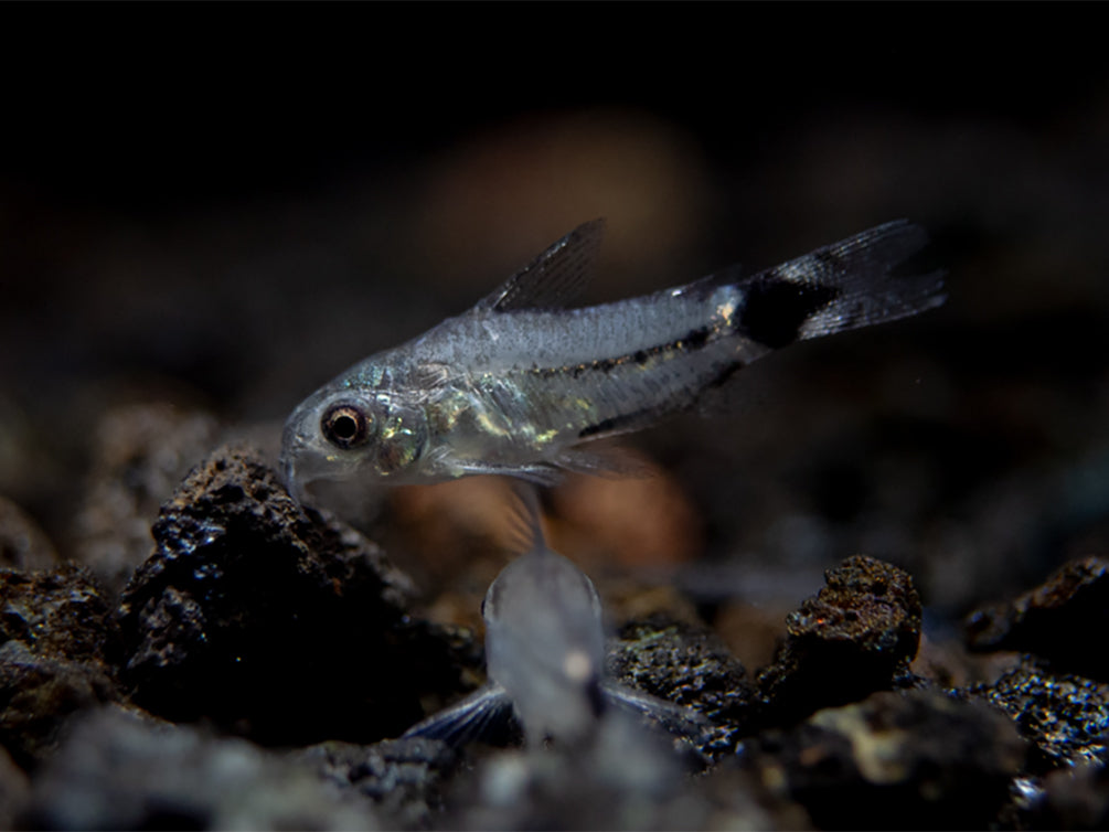 Tail Spot Pygmy Cory (Corydoras hastatus) - Tank Bred