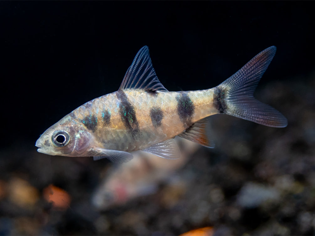 Tambraparni Barb (Puntius tambraparniei)