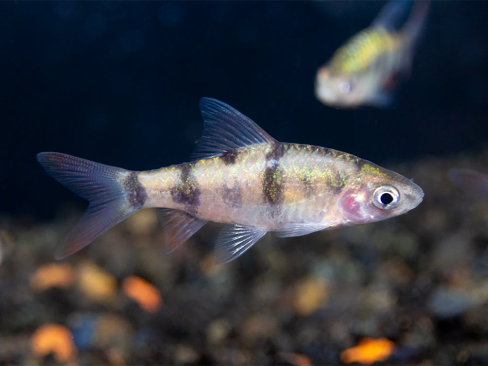 Tambraparni Barb (Puntius tambraparniei)