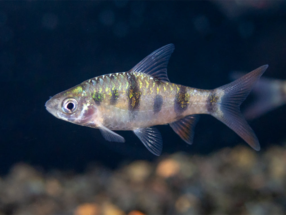 Tambraparni Barb (Puntius tambraparniei)