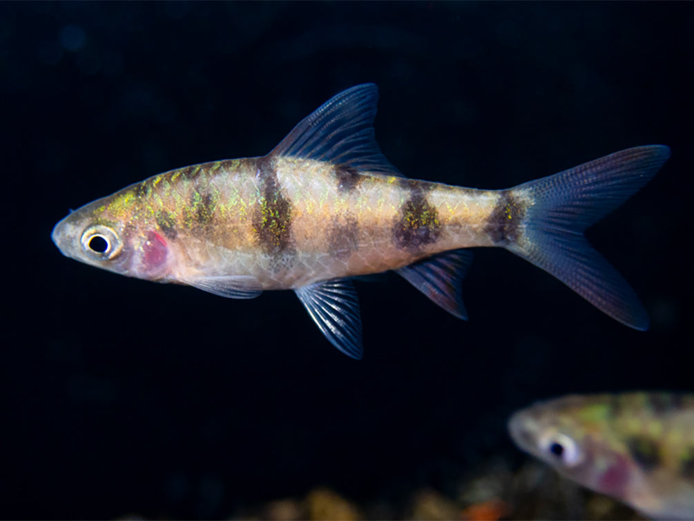 Tambraparni Barb (Puntius tambraparniei)