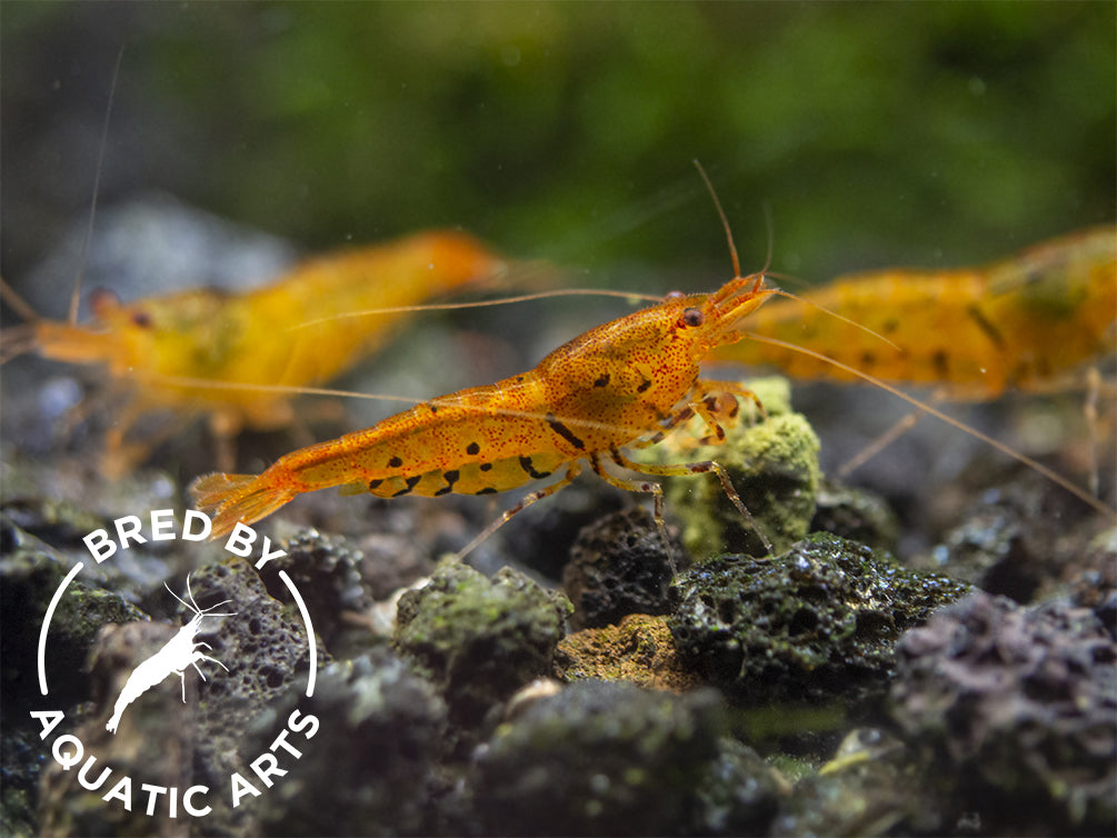 Bred By Aquatic Arts Caridina Combo Box (Caridina spp.)