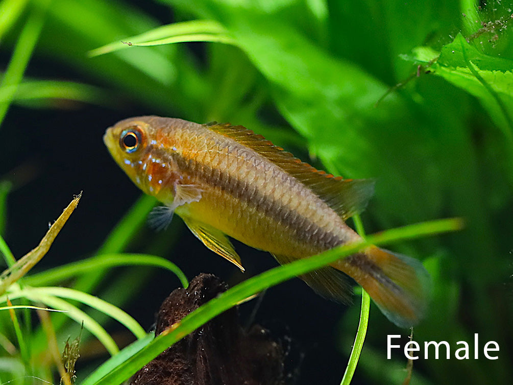Female Tefé Red Back Apistogramma (Apistogramma agassizii) displaying natural golden coloration and compact body shape