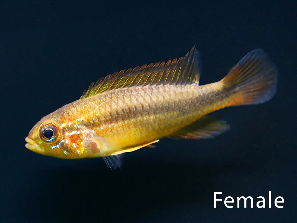 Female Tefé Red Back Apistogramma (Apistogramma agassizii) displaying natural golden coloration and compact body shape