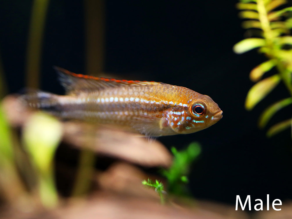 Male Tefé Red Back Apistogramma (Apistogramma agassizii) displaying brilliant red dorsal coloration and extended lyre-shaped tail