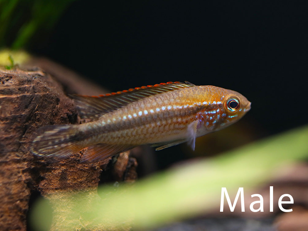 Tank-bred male Tefé Red Back Apistogramma (Apistogramma agassizii) displaying vivid breeding coloration in a planted aquarium