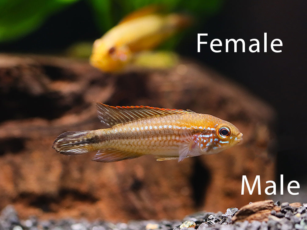 Pair of Tefé Red Back Apistogramma (Apistogramma agassizii) displaying natural breeding coloration in a planted aquarium
