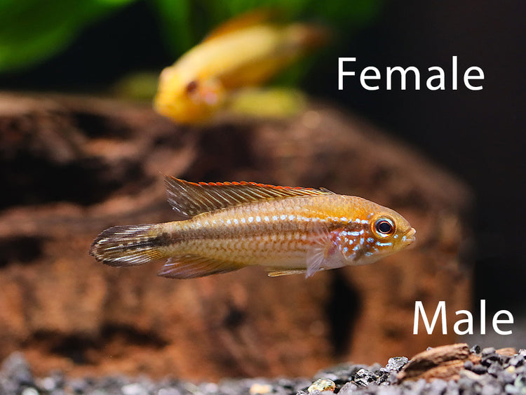 Pair of Tefé Red Back Apistogramma (Apistogramma agassizii) displaying natural breeding coloration in a planted aquarium