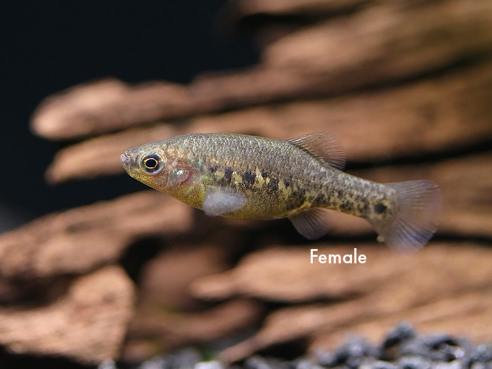 Tequila Goodeid (Zoogoneticus tequila) – USA Bred