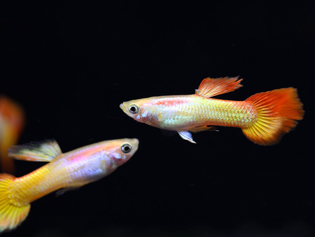 Tequila Sunrise Guppies (Poecilia reticulata) Tank Bred