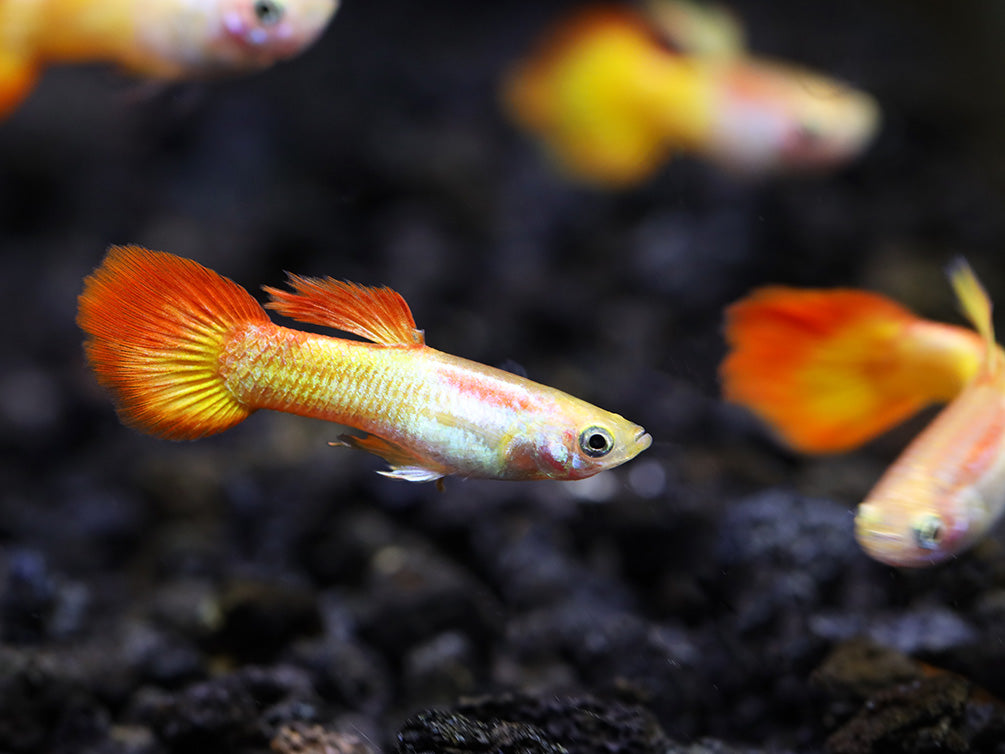 Tequila Sunrise Guppies (Poecilia reticulata) Tank Bred