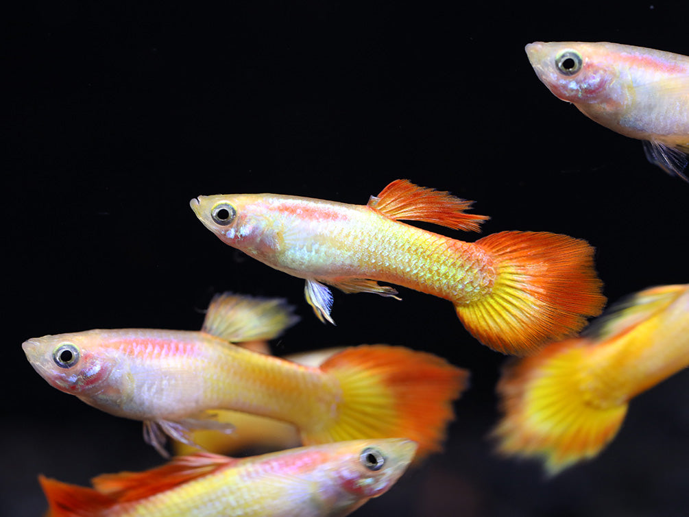 Tequila Sunrise Guppies (Poecilia reticulata) Tank Bred