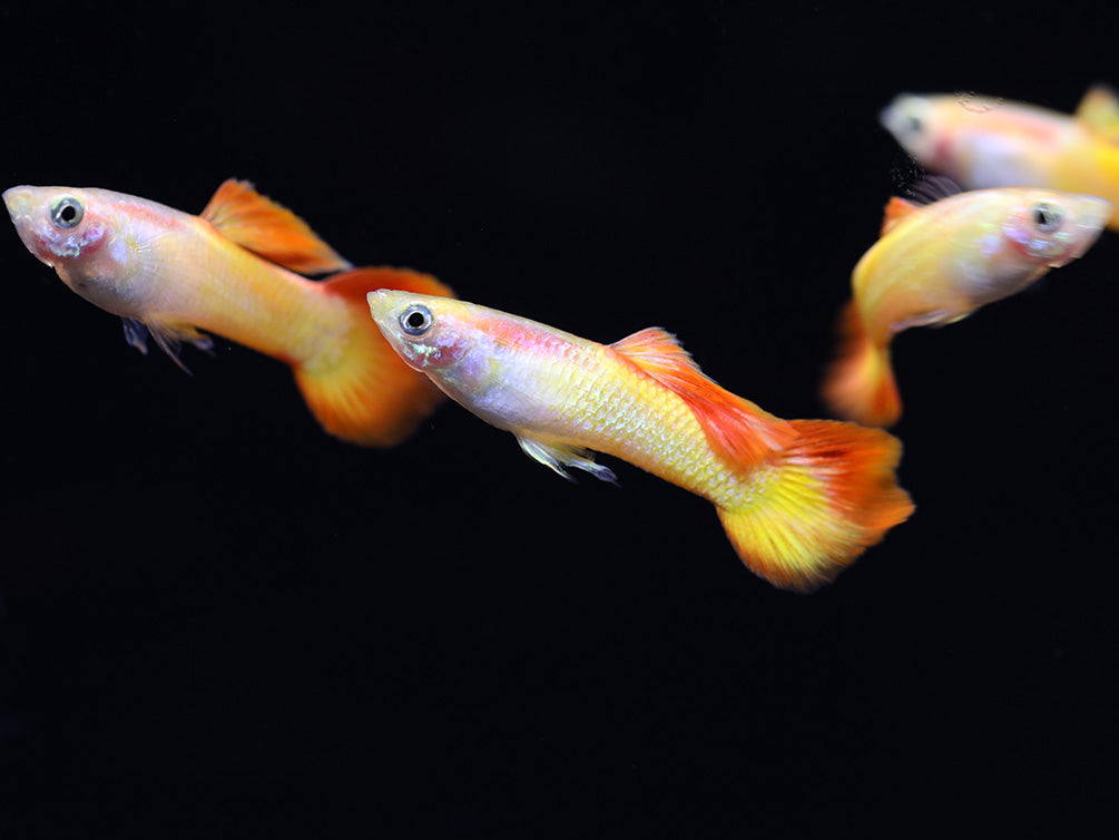 Tequila Sunrise Guppies (Poecilia reticulata) Tank Bred