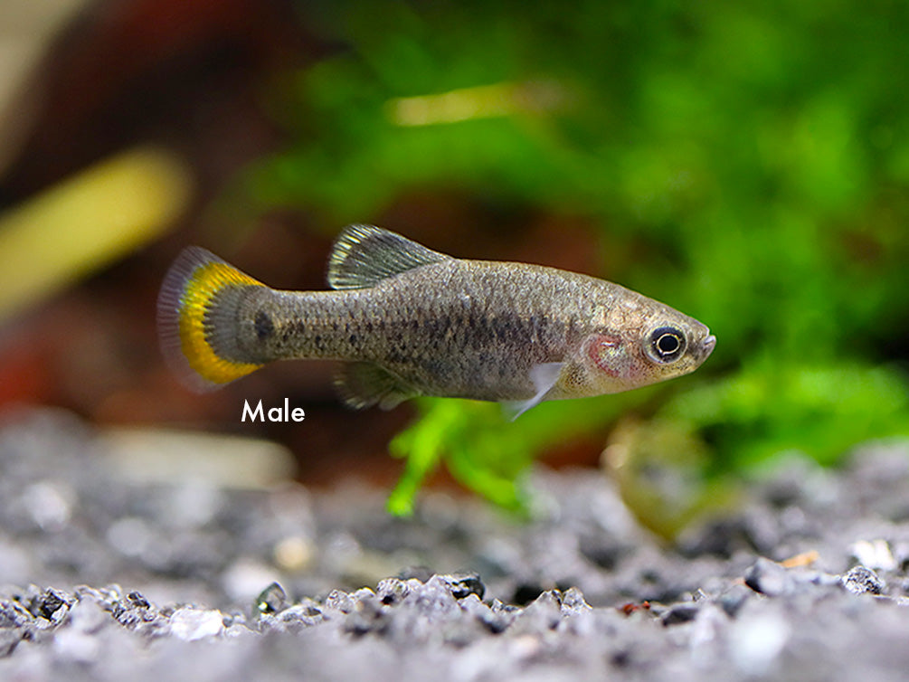 Tequila Goodeid (Zoogoneticus tequila) – USA Bred