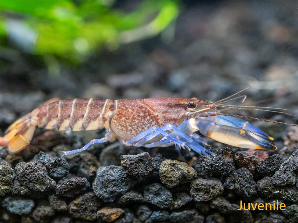 Thunderbolt Crayfish (Cherax pulcher)