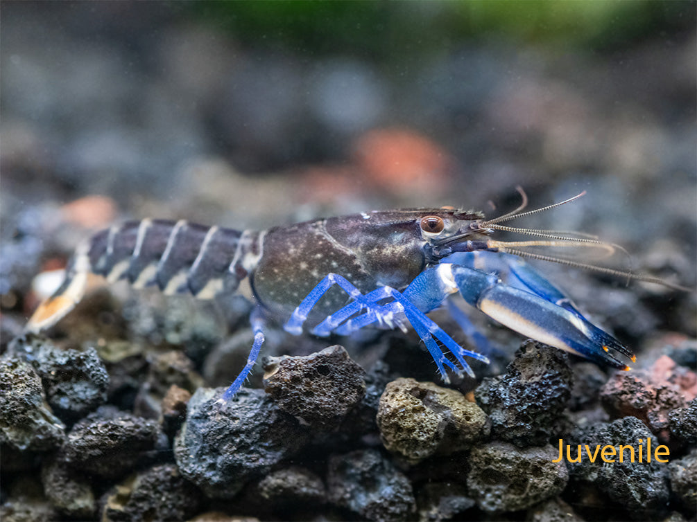 Thunderbolt Crayfish (Cherax pulcher)