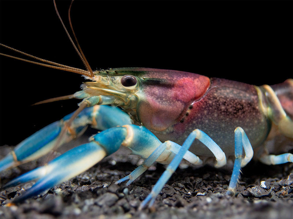 Thunderbolt Crayfish (Cherax pulcher)