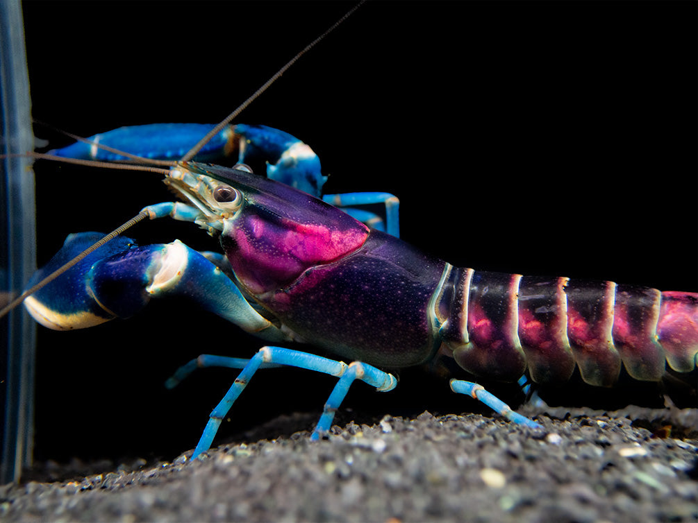 Thunderbolt Crayfish (Cherax pulcher)