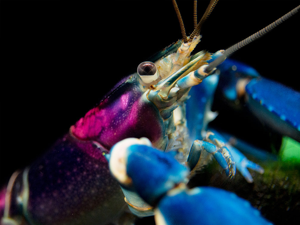 Thunderbolt Crayfish (Cherax pulcher)