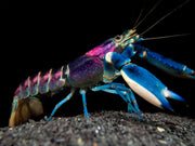 Thunderbolt Crayfish (Cherax pulcher)