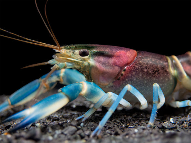 Thunderbolt Crayfish (Cherax pulcher)