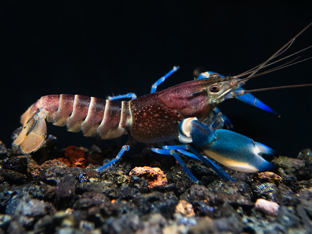 Thunderbolt Crayfish (Cherax pulcher)