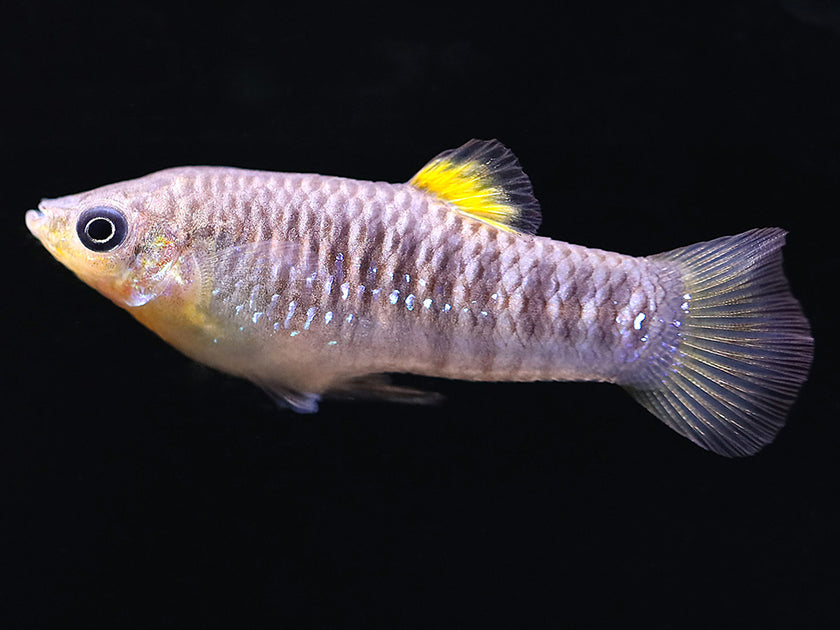 Mollies / Platies / Swordtails – Aquatic Arts
