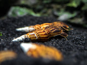 Tiger Spike Chopstick Snail (Stenomelania acutospira)