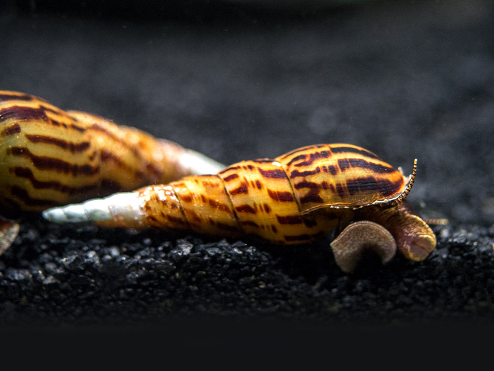 Tiger Spike Chopstick Snail (Stenomelania acutospira)