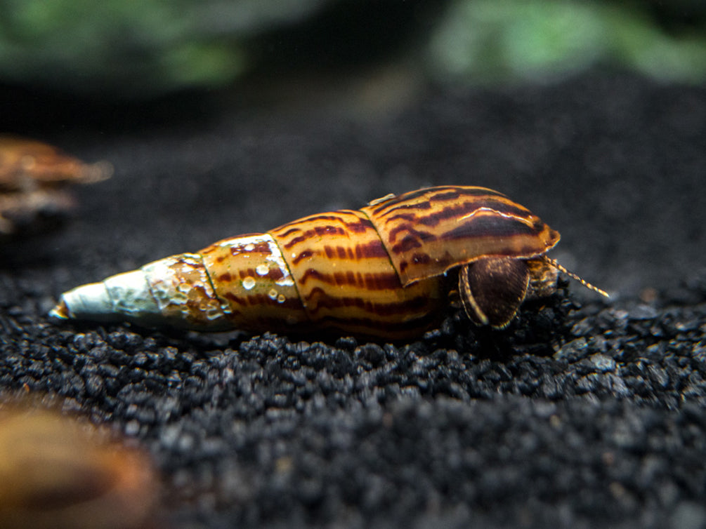 Tiger Spike Chopstick Snail (Stenomelania acutospira)