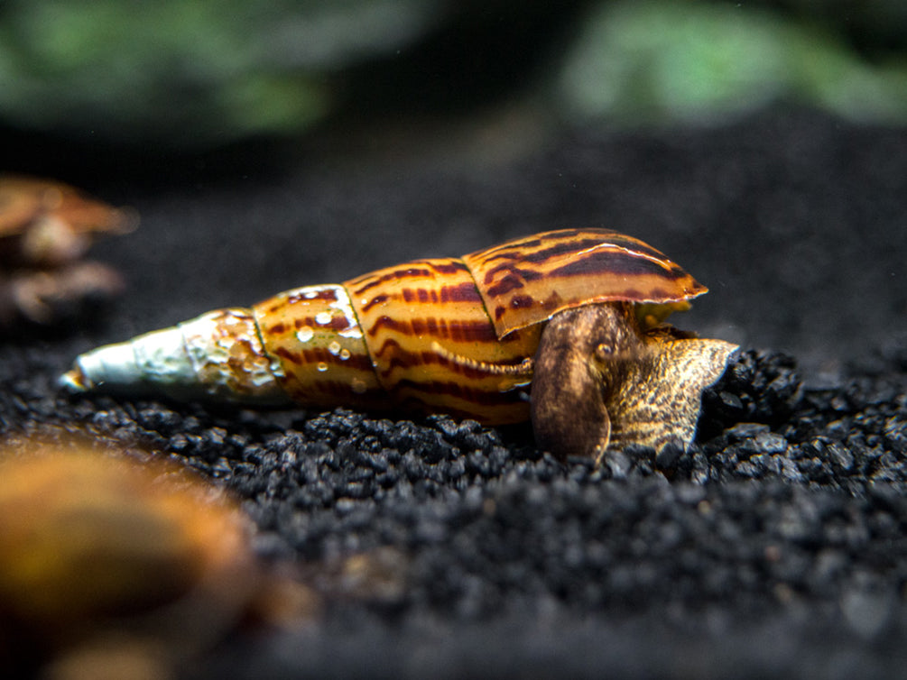 Tiger Spike Chopstick Snail (Stenomelania acutospira)