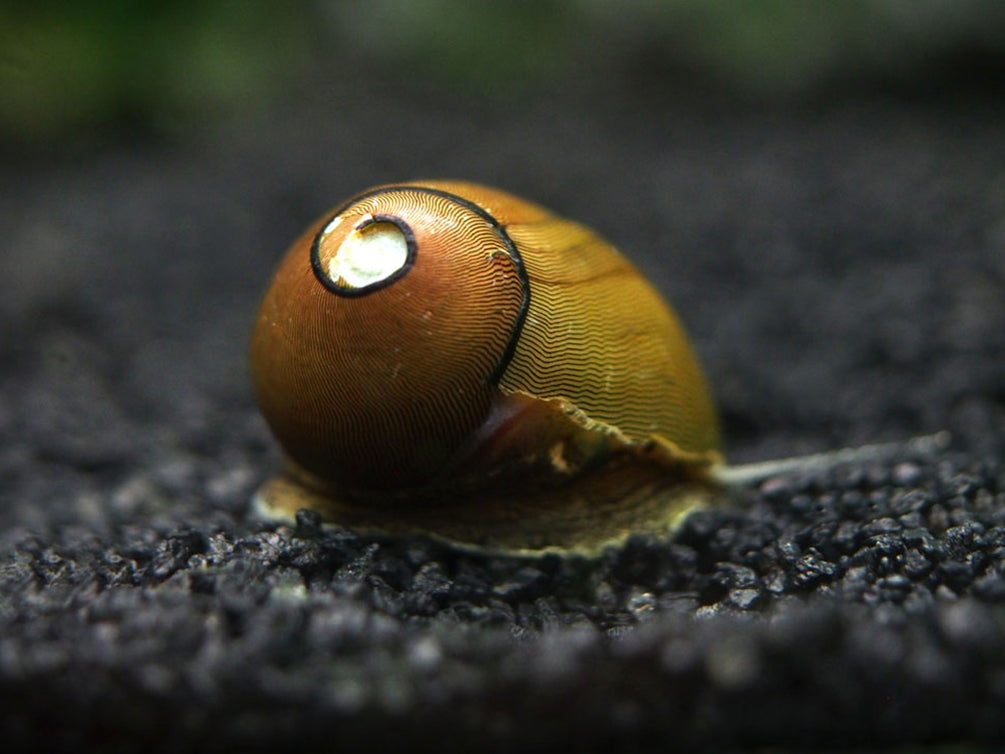 Olive Nerite Snail (Neritina reclivata)