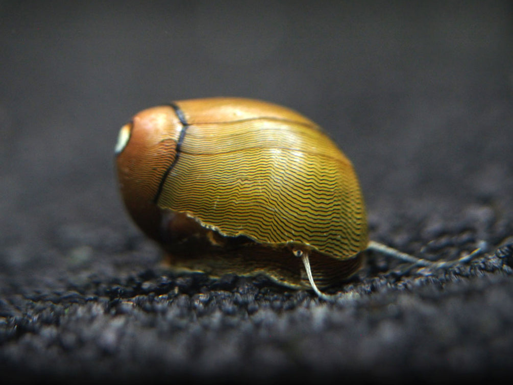 Olive Nerite Snail (Neritina reclivata)