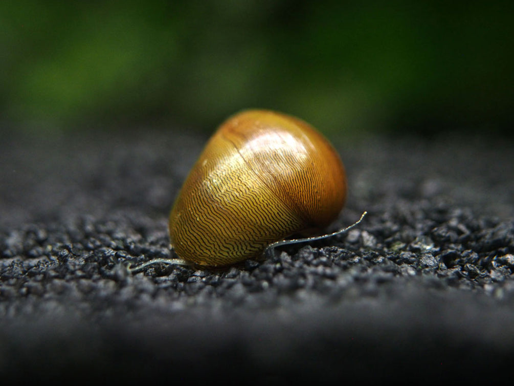 Olive Nerite Snail (Neritina reclivata)