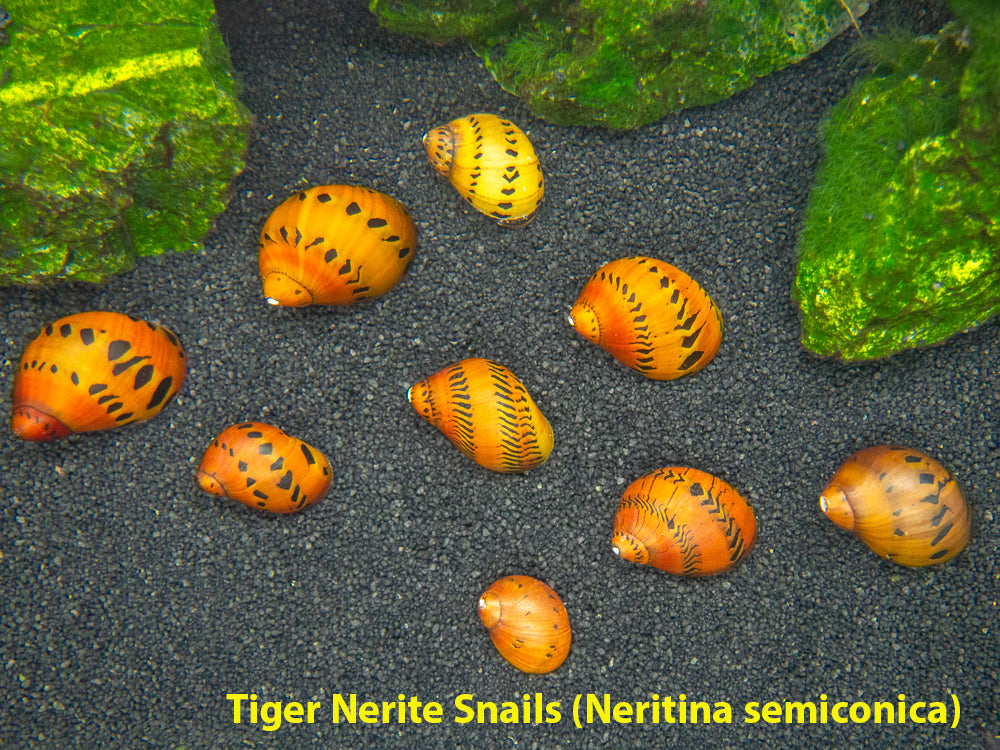 Build Your Own Algae Eating Crew – Aquatic Arts