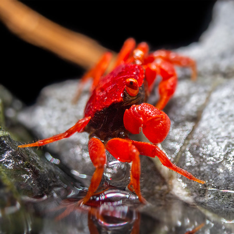 Tomato Vampire Crab (Geosesarma sp.)