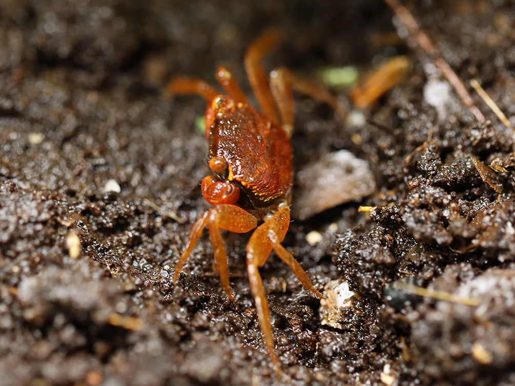 Tomato Vampire Crab (Geosesarma sp.)