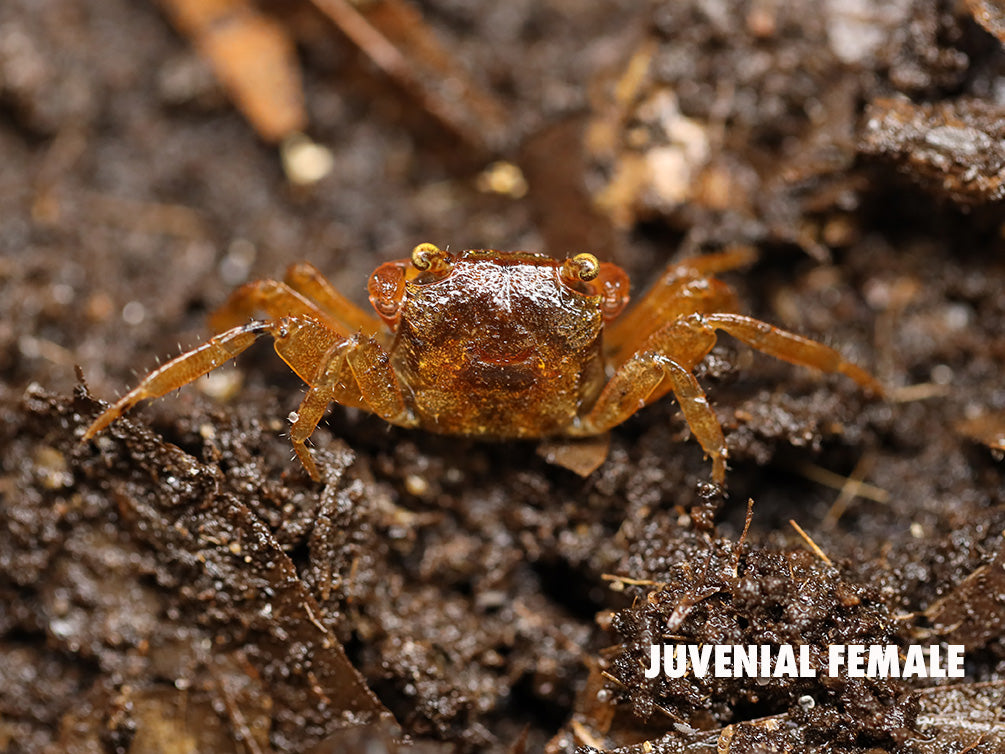Tomato Vampire Crab (Geosesarma sp.)