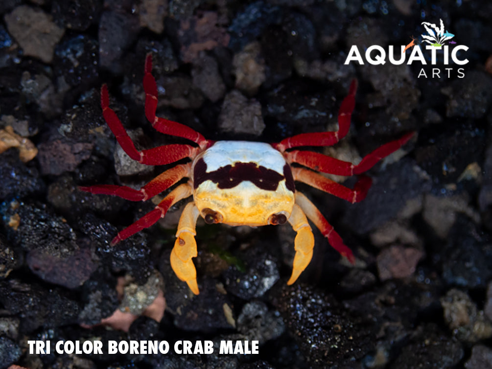 Tricolor Borneo Crab (Lepidothelphusa sp)