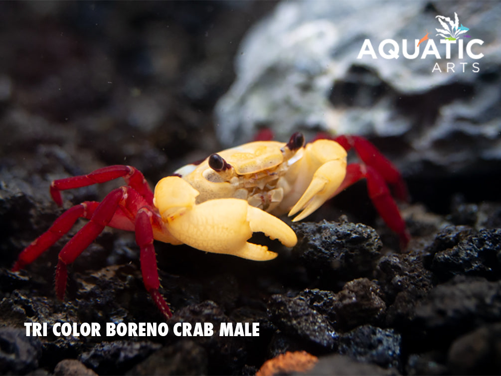 Tricolor Borneo Crab (Lepidothelphusa sp)