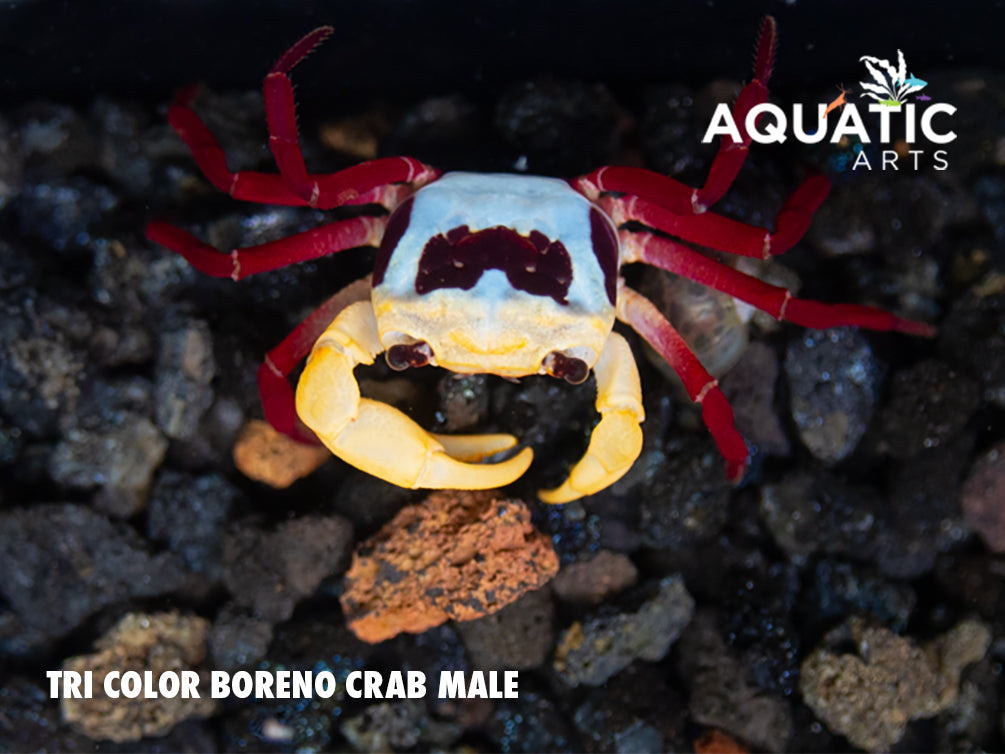 Tricolor Borneo Crab (Lepidothelphusa sp)