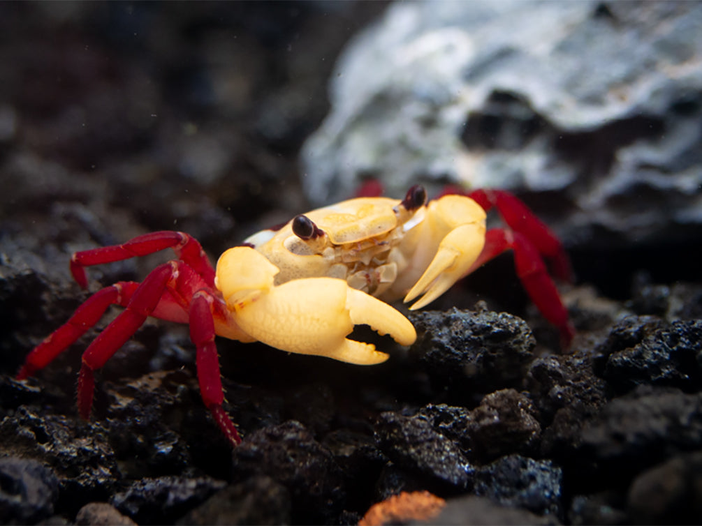 Tricolor Borneo Crab (Lepidothelphusa sp)