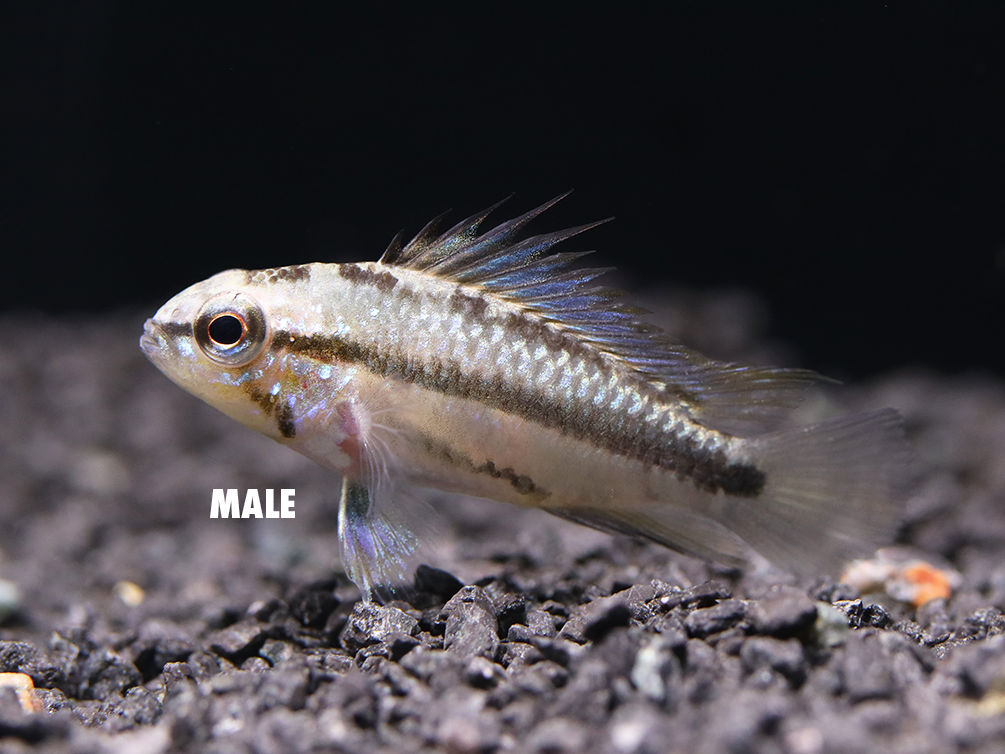 Redfin Three-Striped Dwarf Cichlid (Apistogramma trifasciata) - TANK-BRED!!!